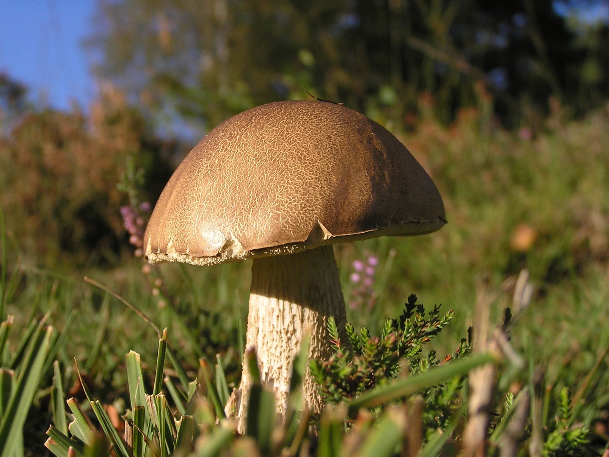 species Boletus Mark Monk Terry