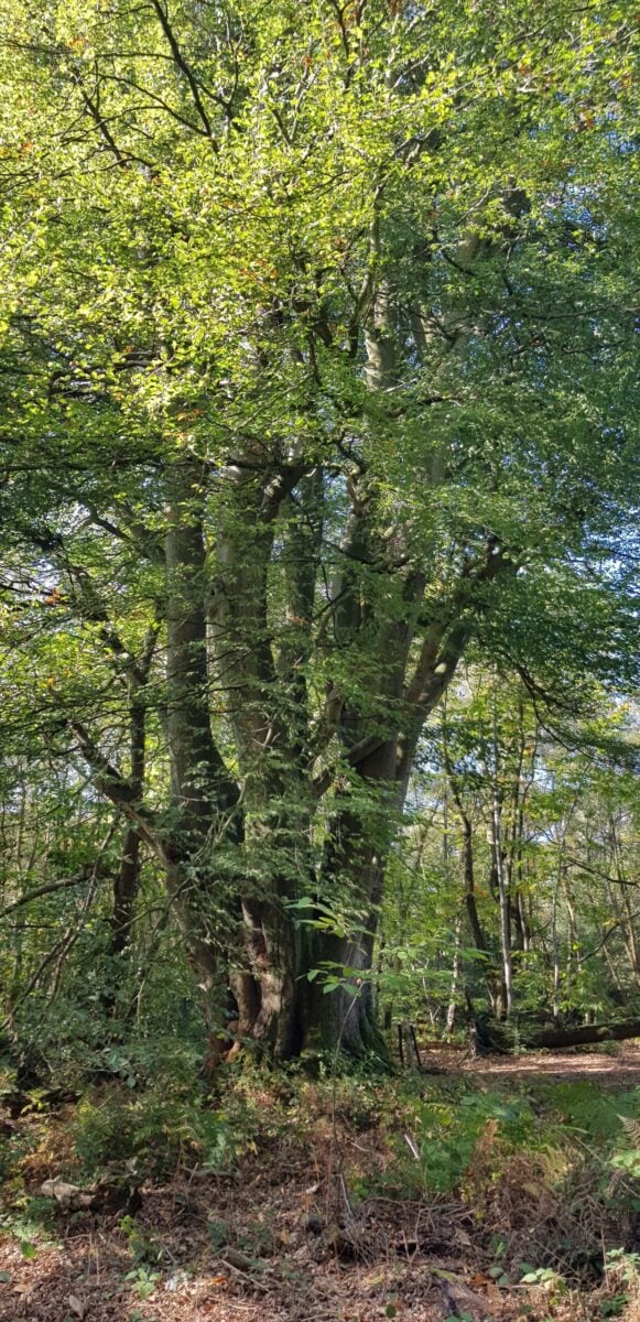 species Bundle Beech tree Sam Roberts