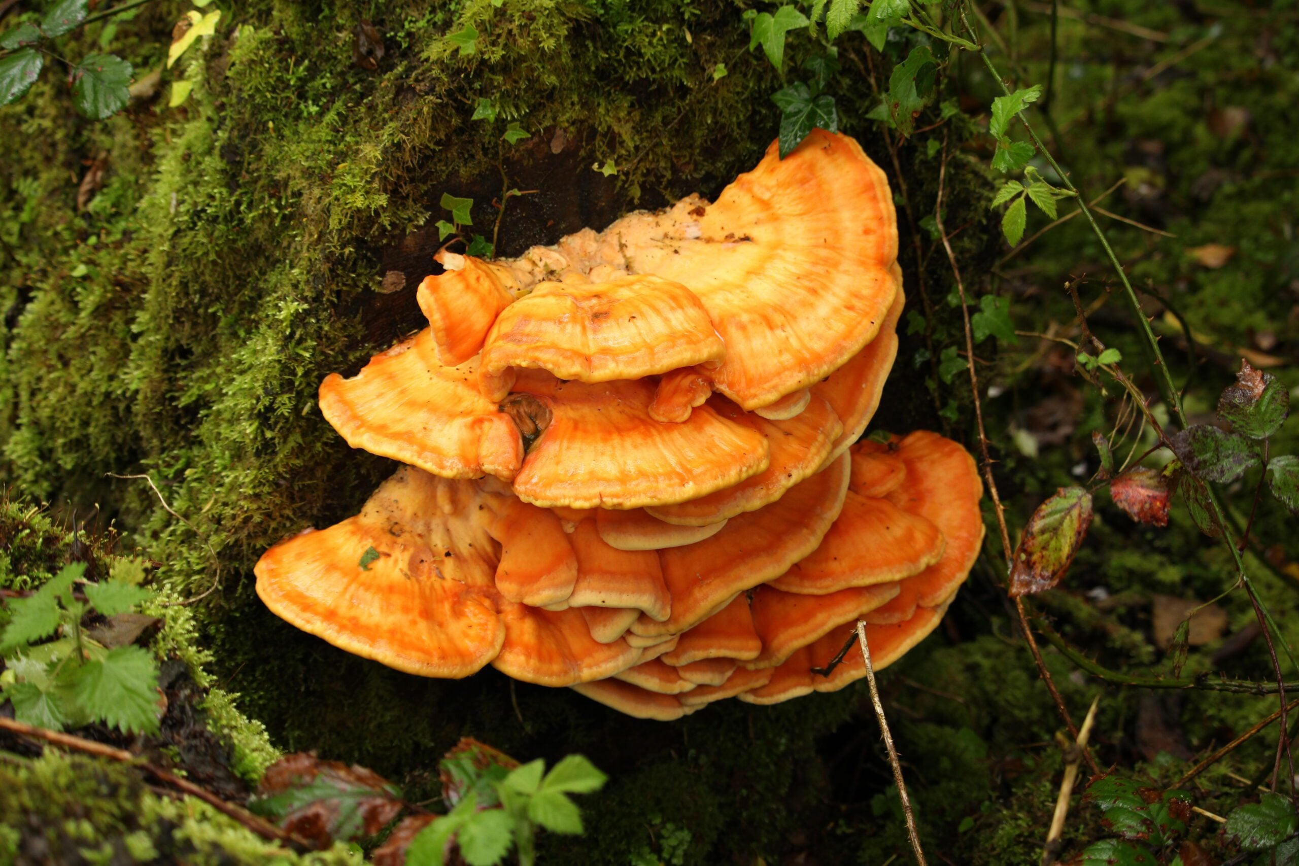 species Chicken of the Wood fungus James Duncan