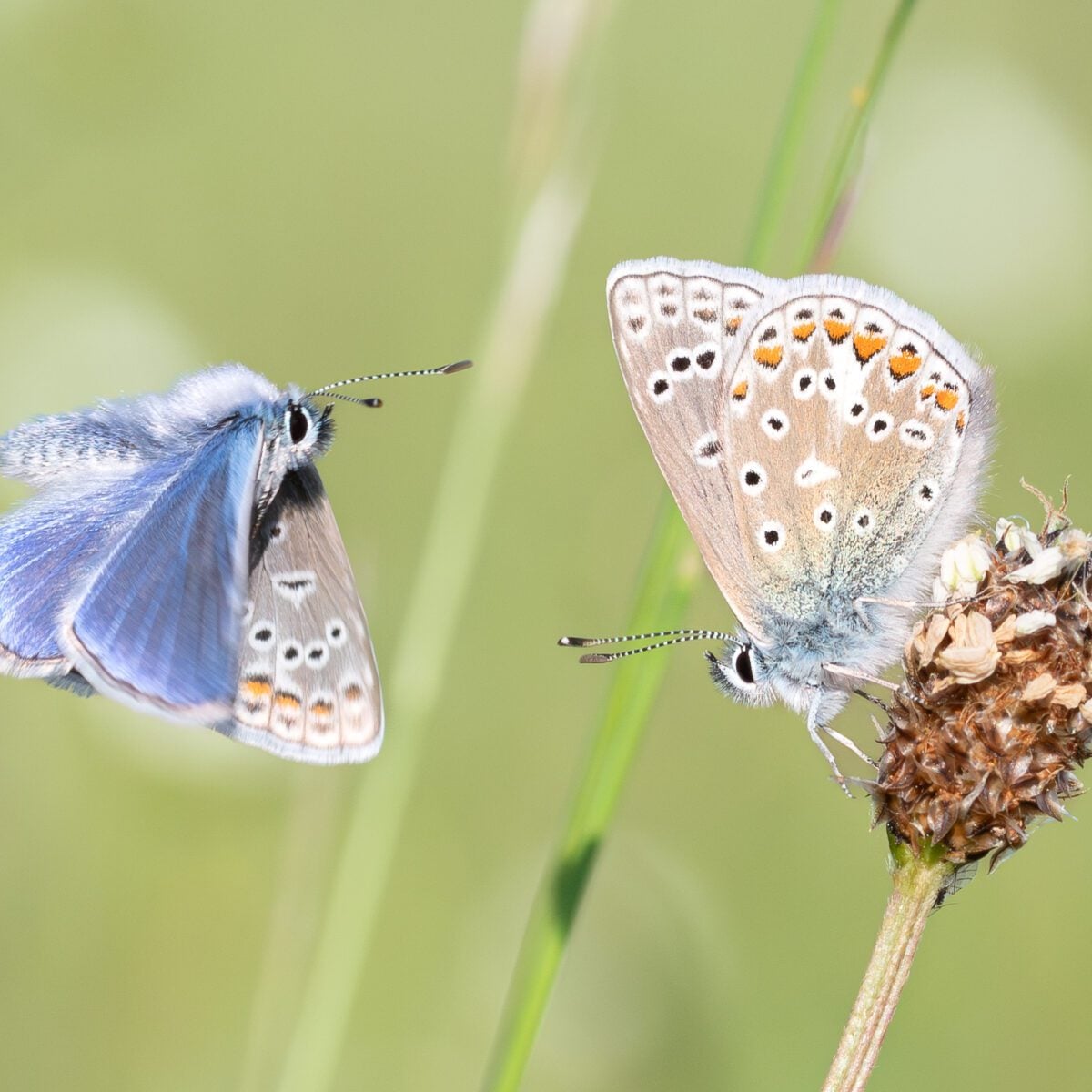 species Common Blue perched James Ball
