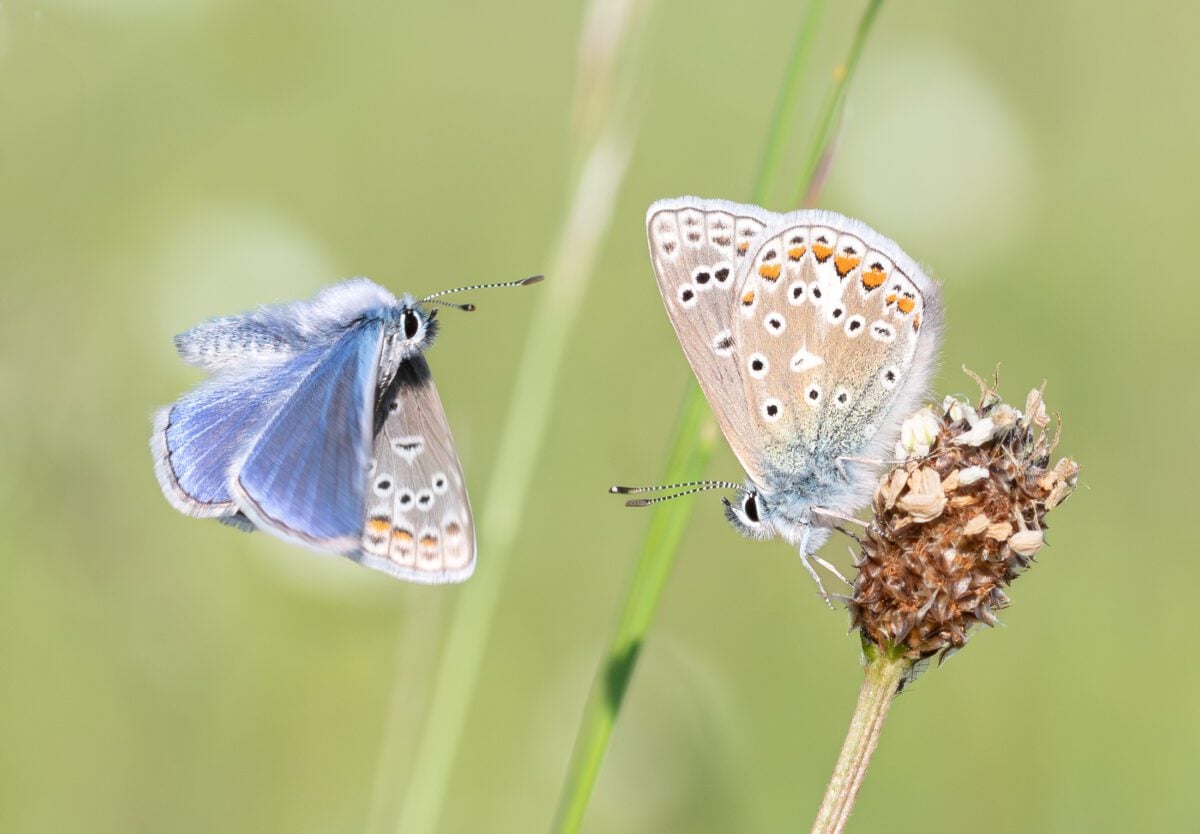 species Common Blue perched James Ball