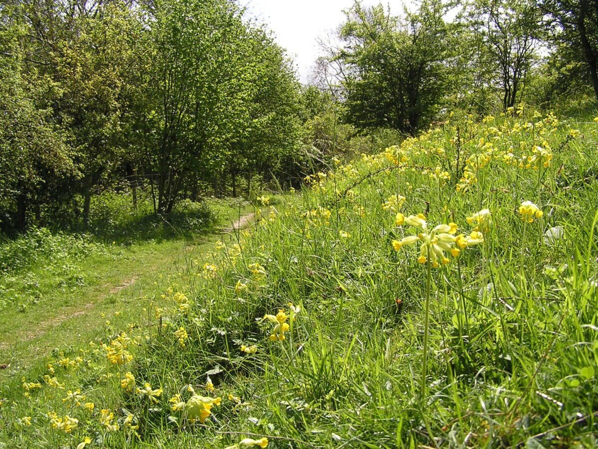 species Cowslips Sussex Wildlife Trust