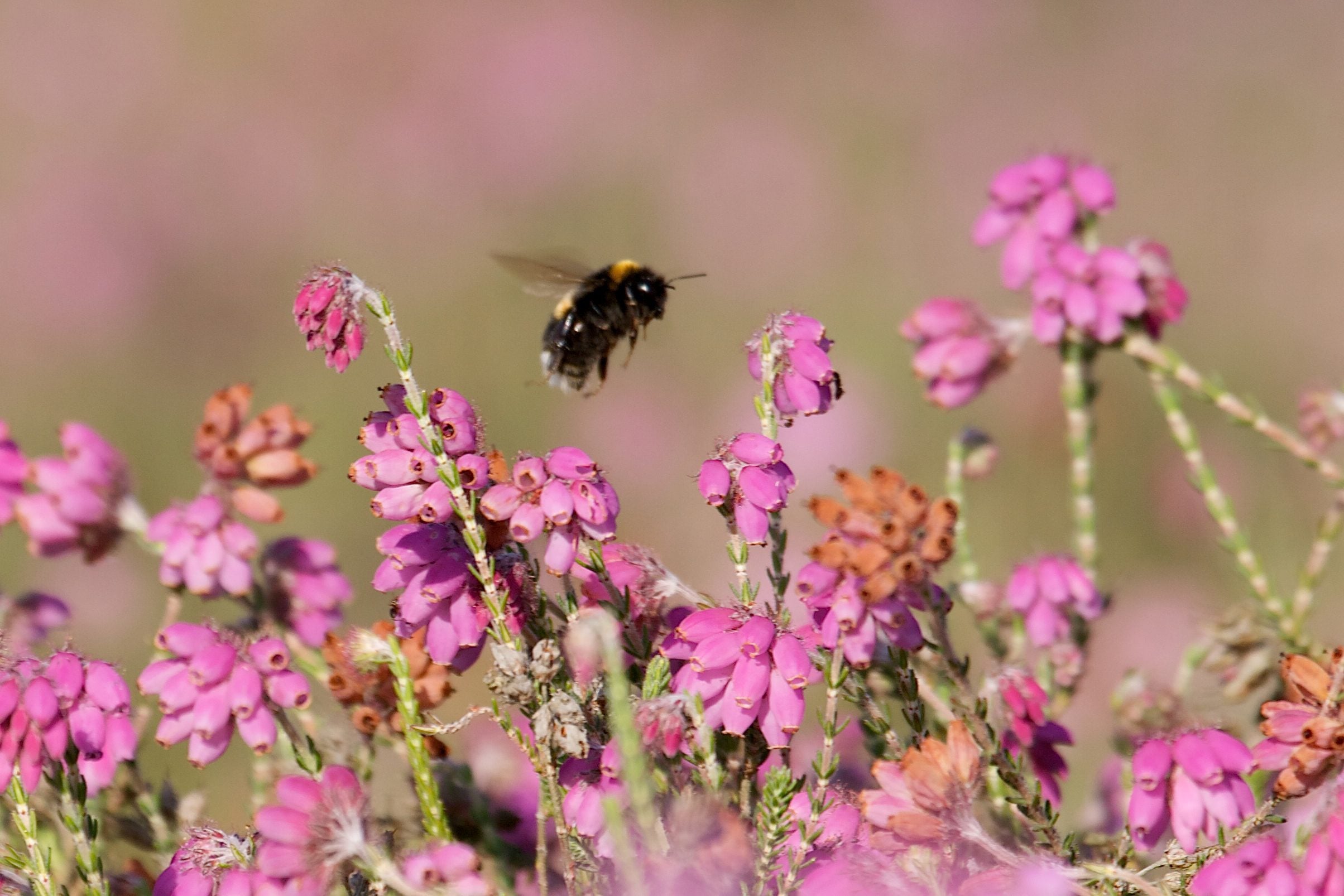 species Cross leaved Heath Neil Fletcher