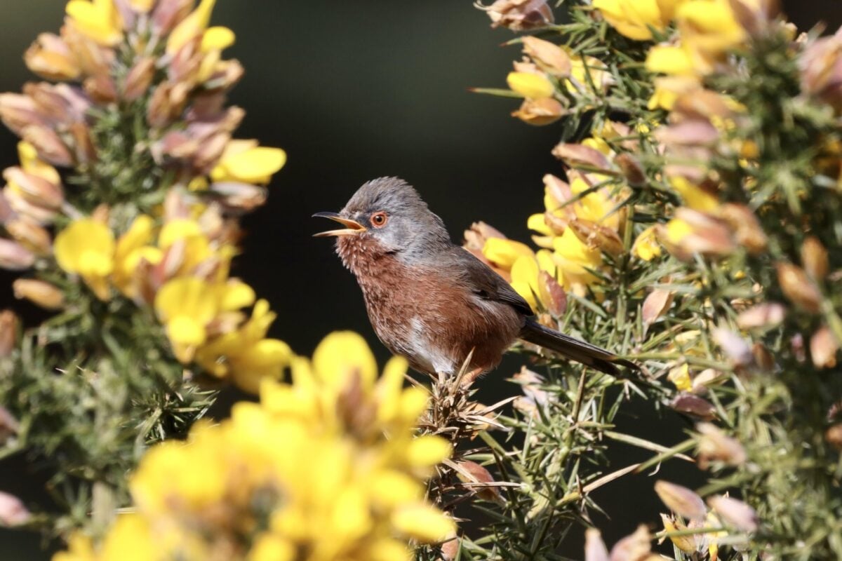 species Dartford Warbler in Gorse oldlodge