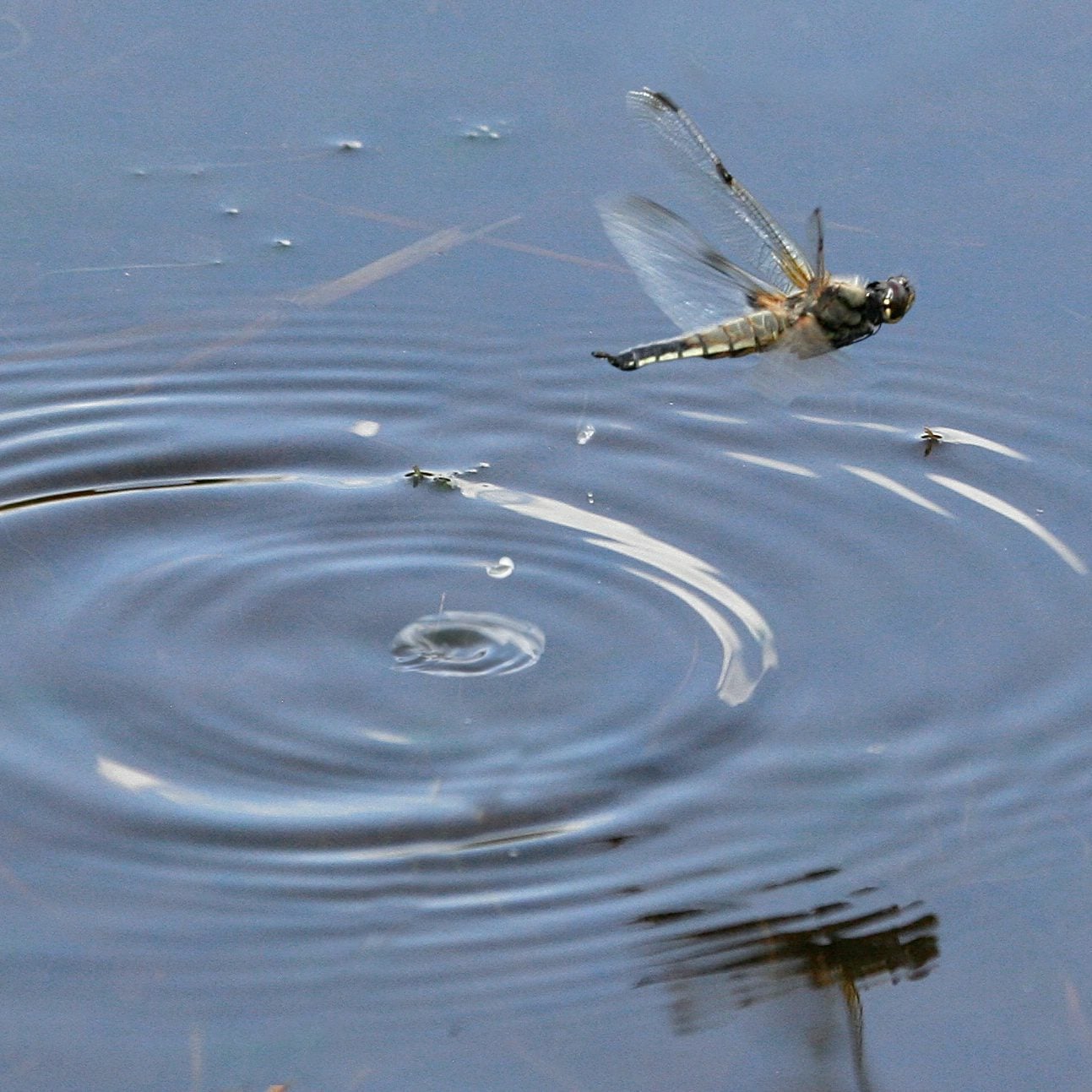 species Four spotted Chaser dragonfly flying Neil Fletcher