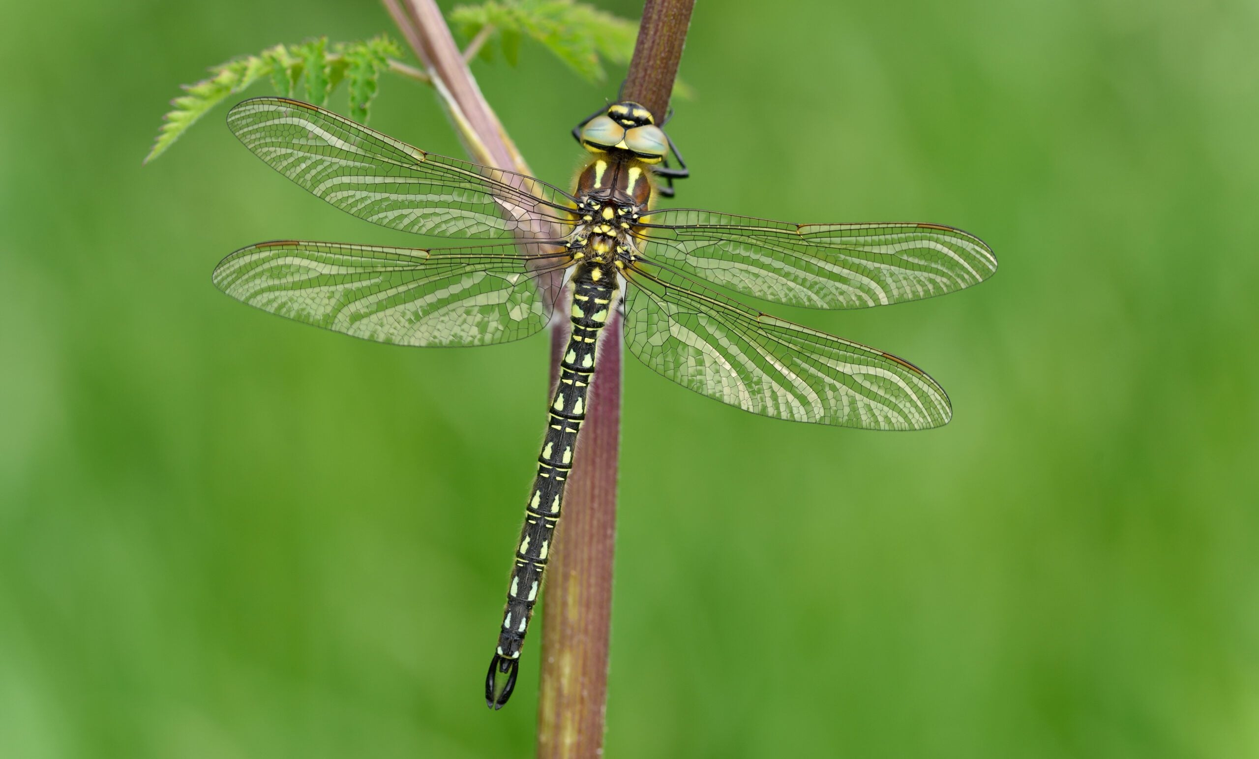 species Hairy Dragonfly perched Bob Eade