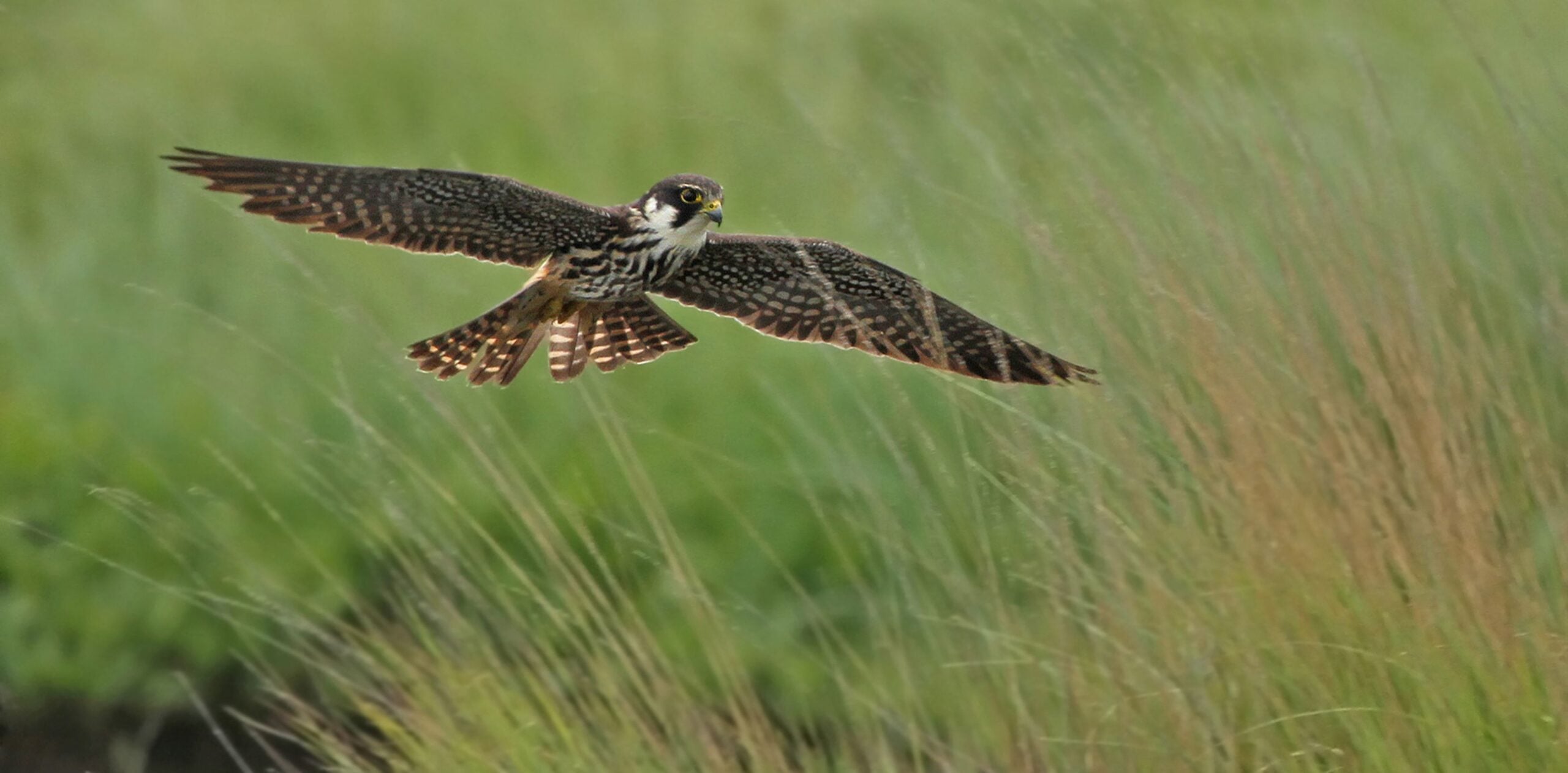 species Hobby flying Jon Hawkins