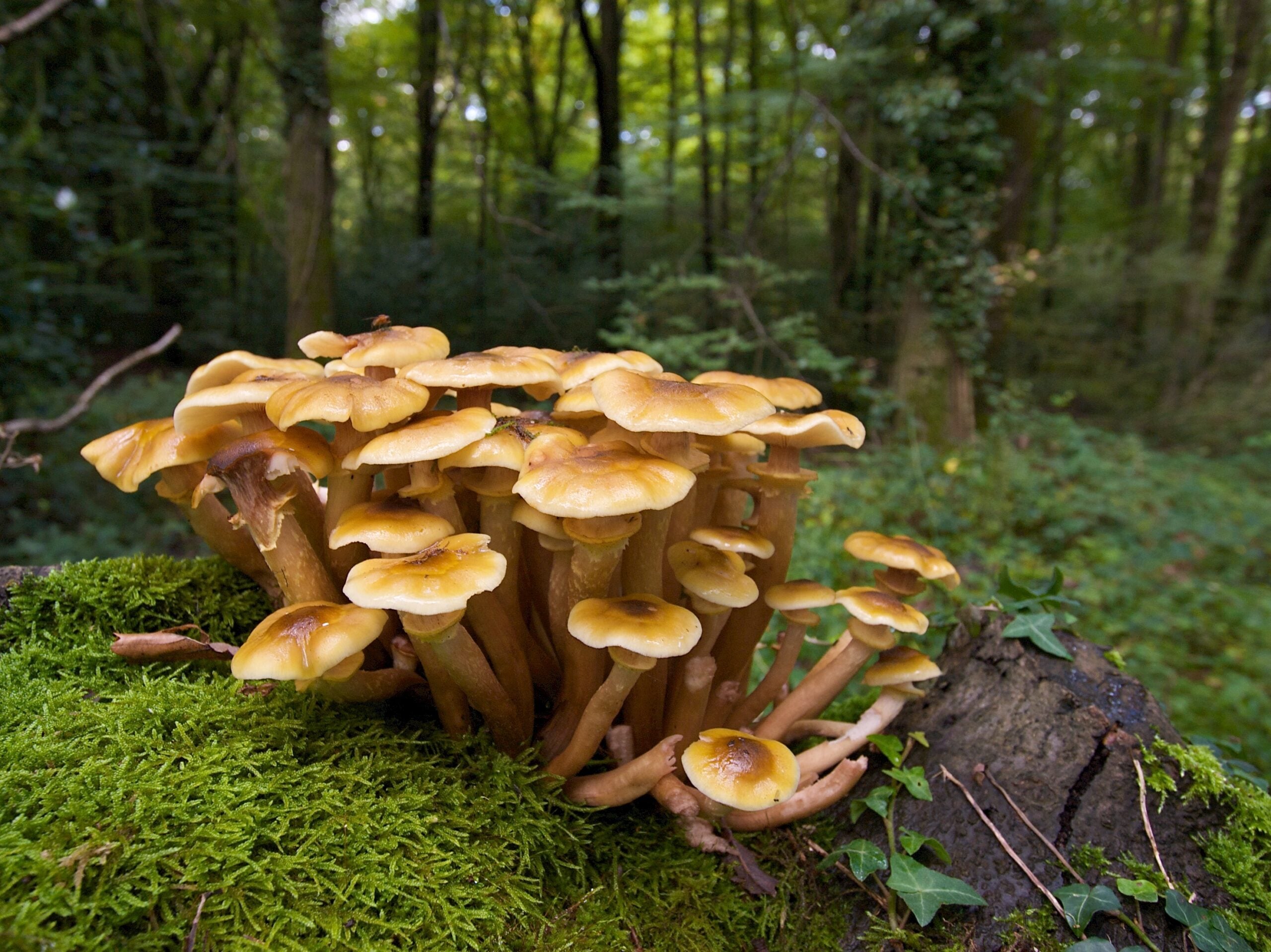 species Honey Fungus Neil Fletcher