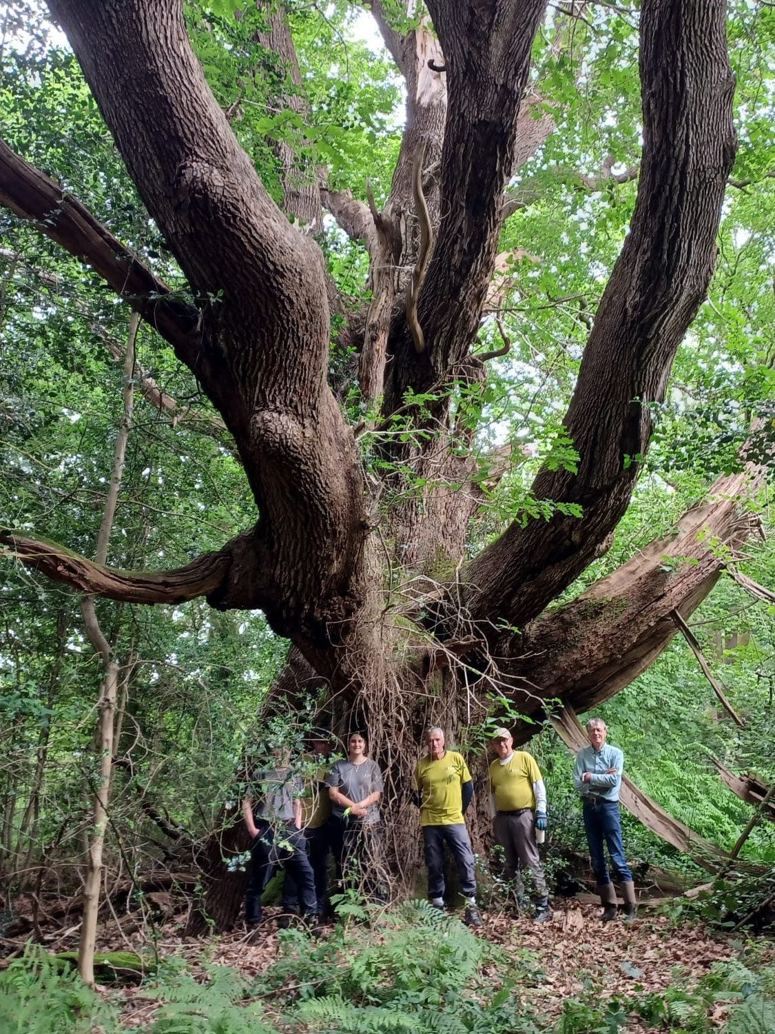 species Idehurst Oak volunteers Sarah Quantrill