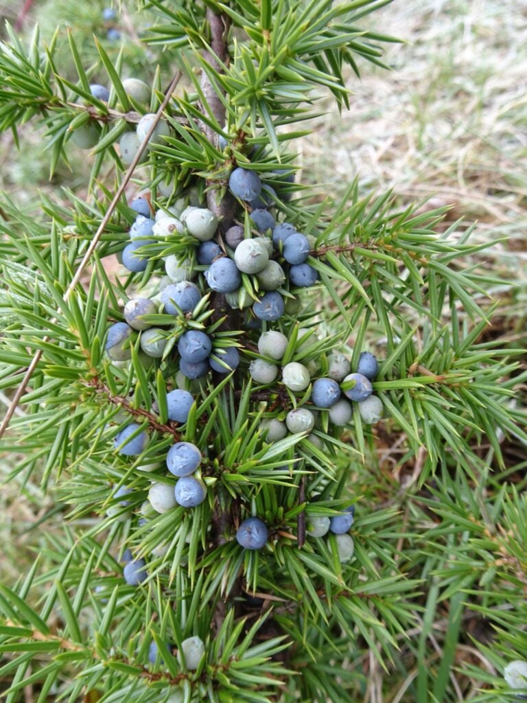 species Juniper Robert Eadie