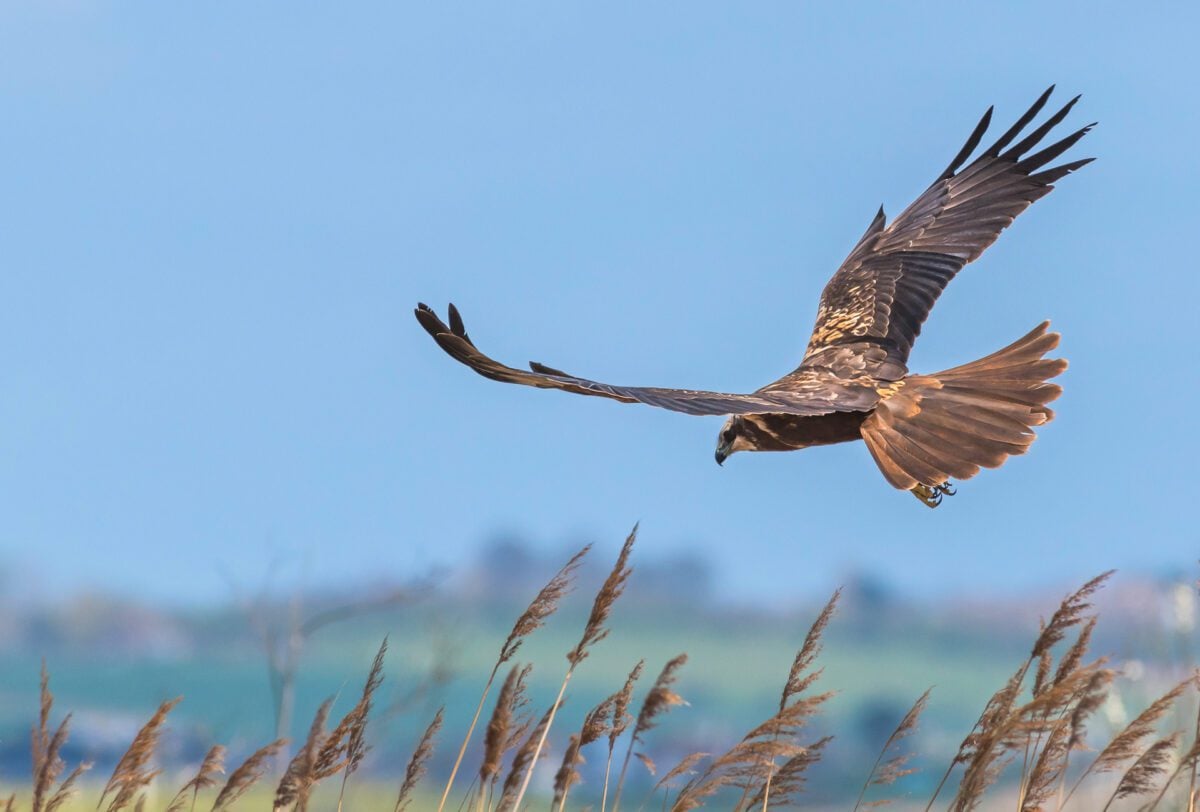 species Marsh Harrier Barry Cook