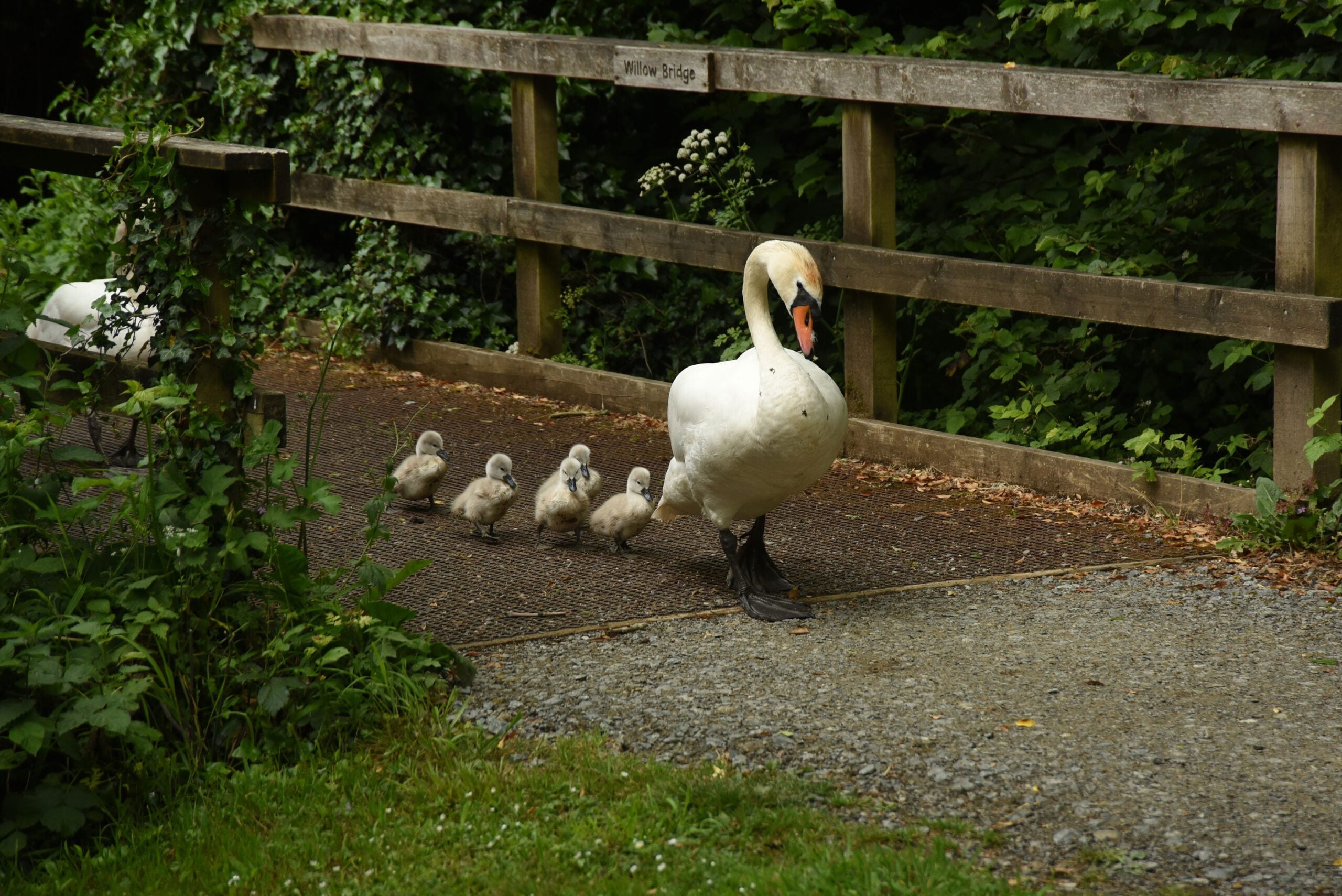species Mute Swans cygnets Wood Mill Miles Davies