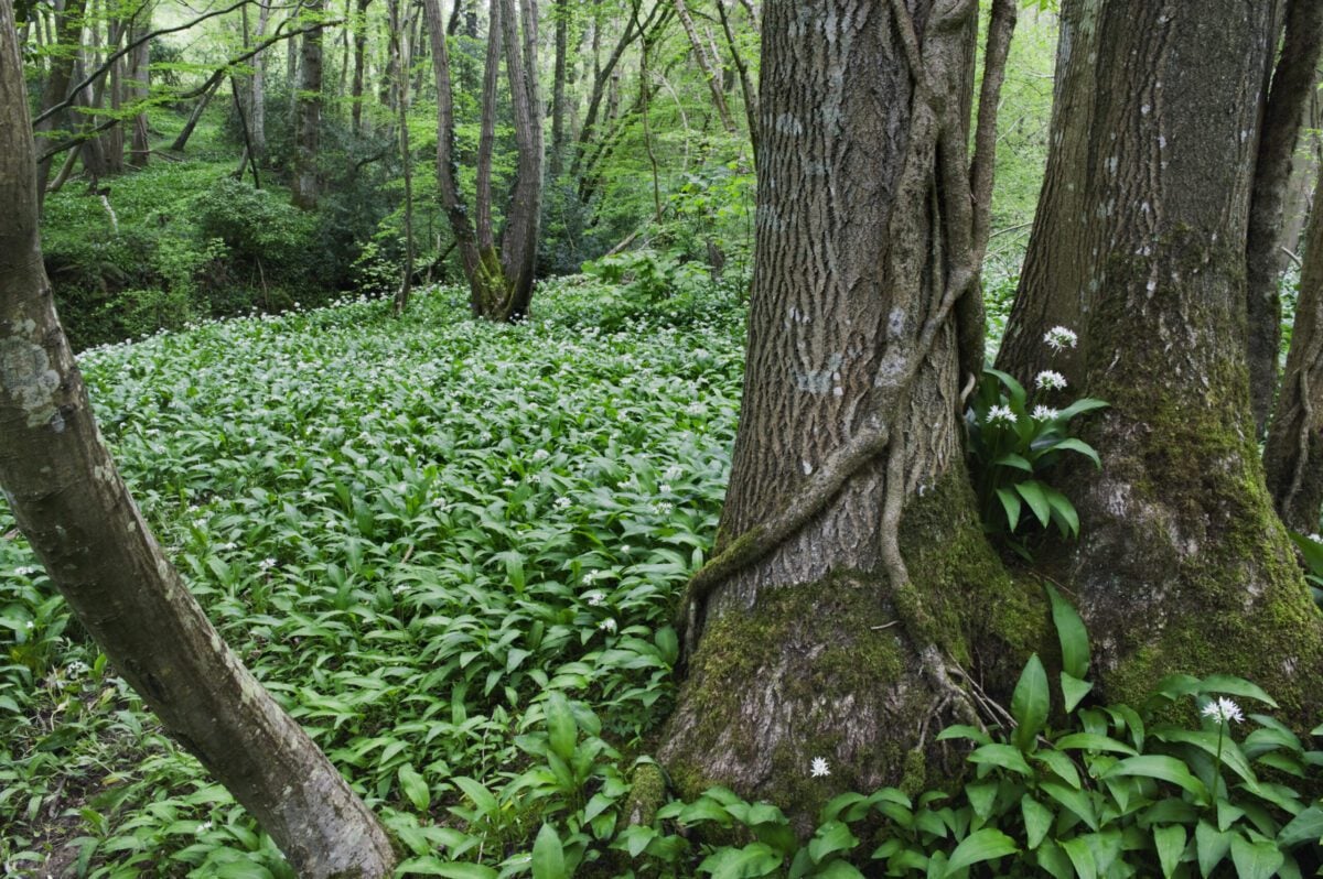 species Ramsons Wild Garlic Nigel Symington