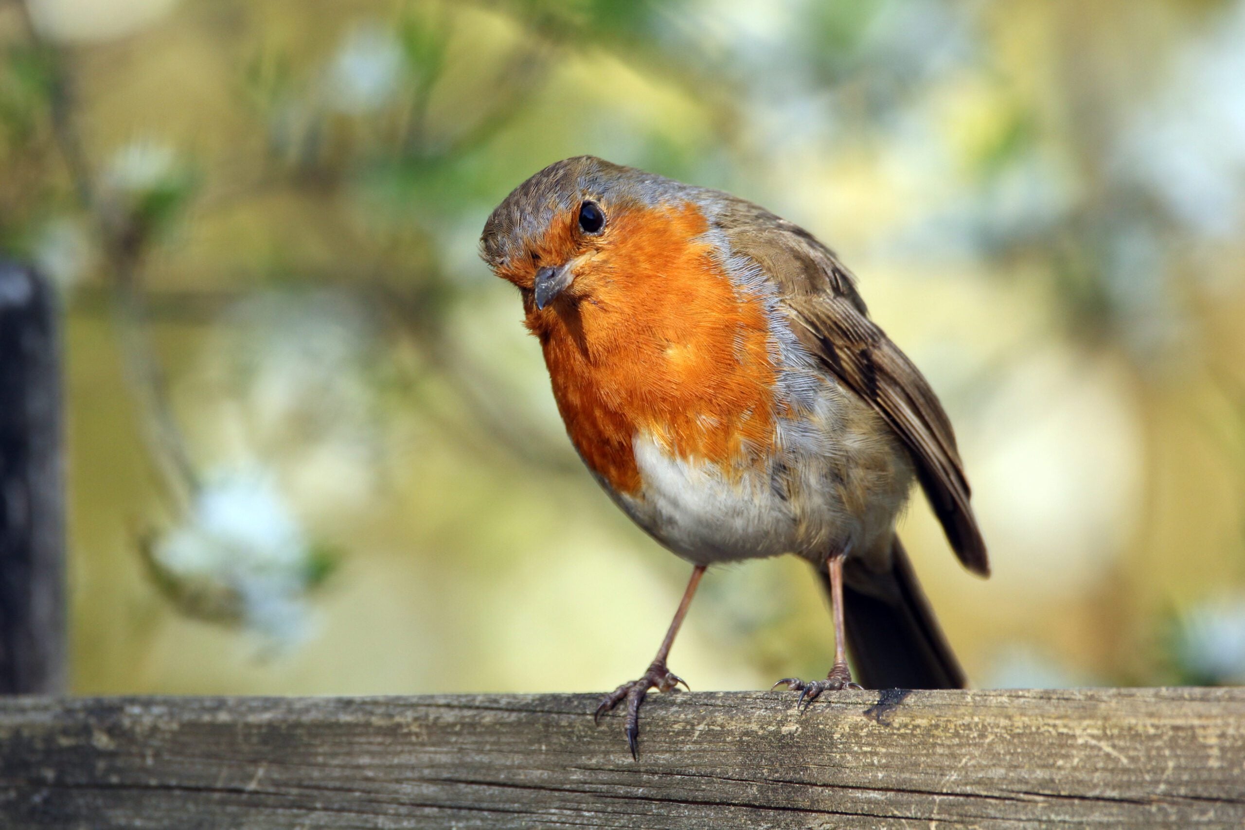 species Robin perched James Duncan