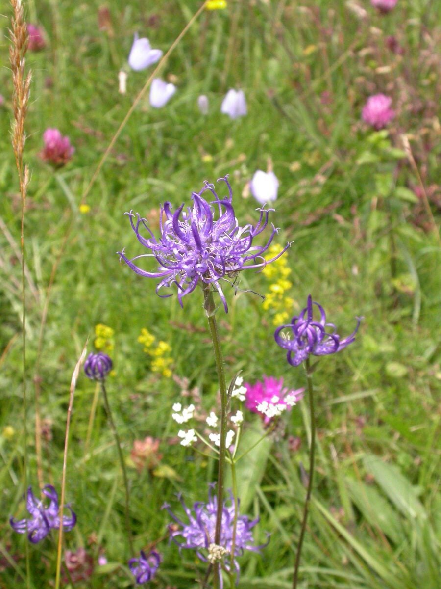 species Round headed Rampion Graeme Lyons