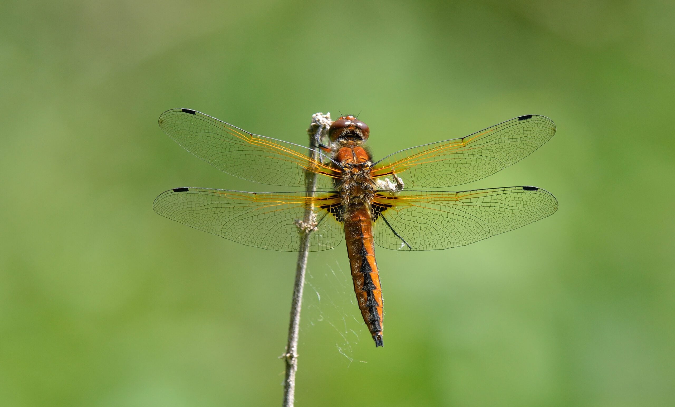 species Scarce chaser dragonfly Bob Eade