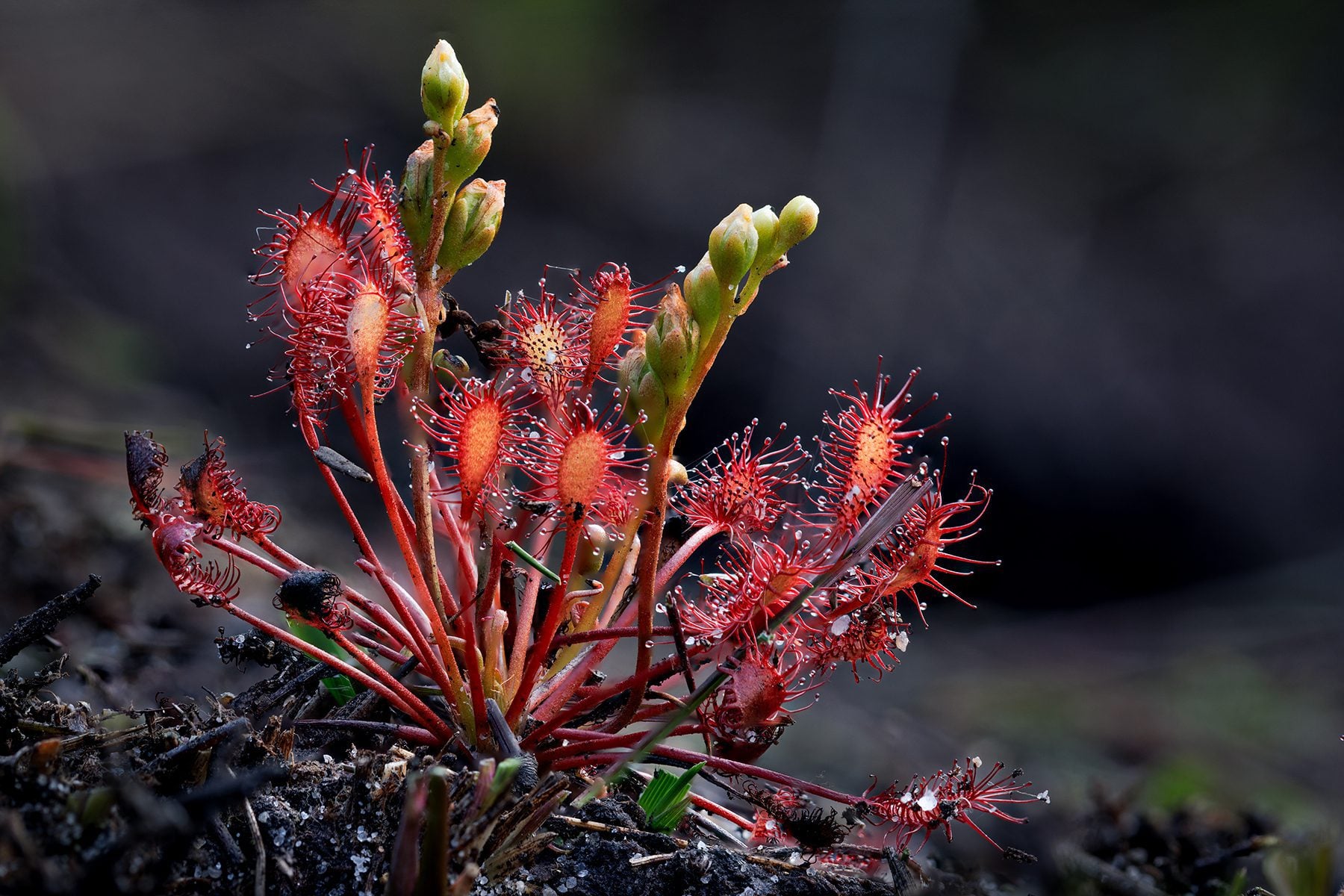 species Sundew Wendy Ball