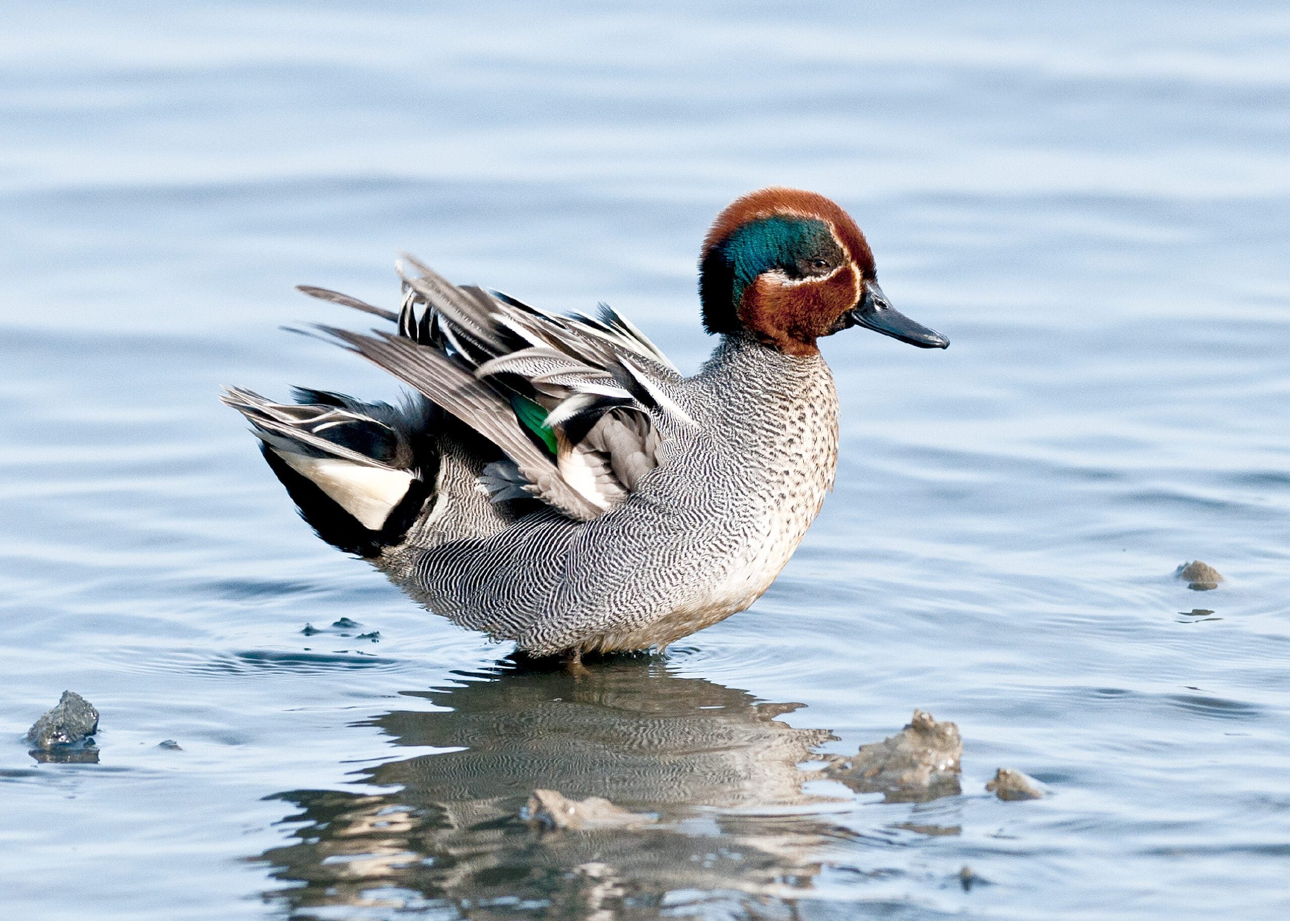 species Teal hugh clarke