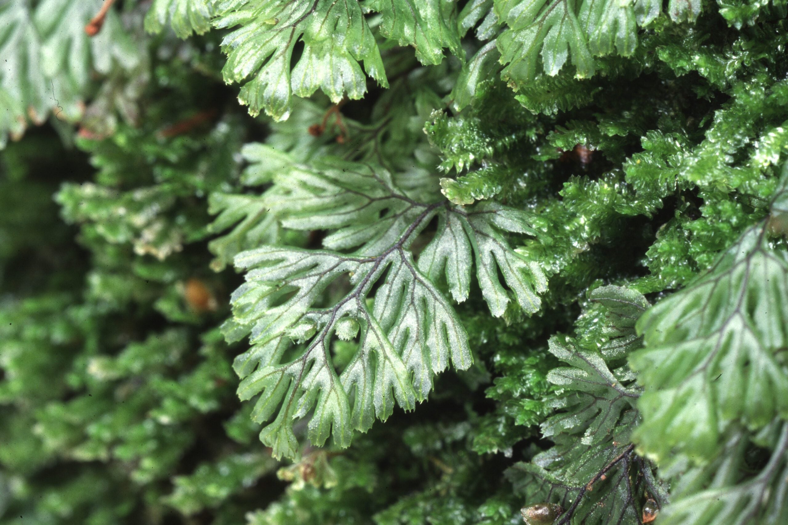 species Tunbridge Filmy Fern Neil Fletcher
