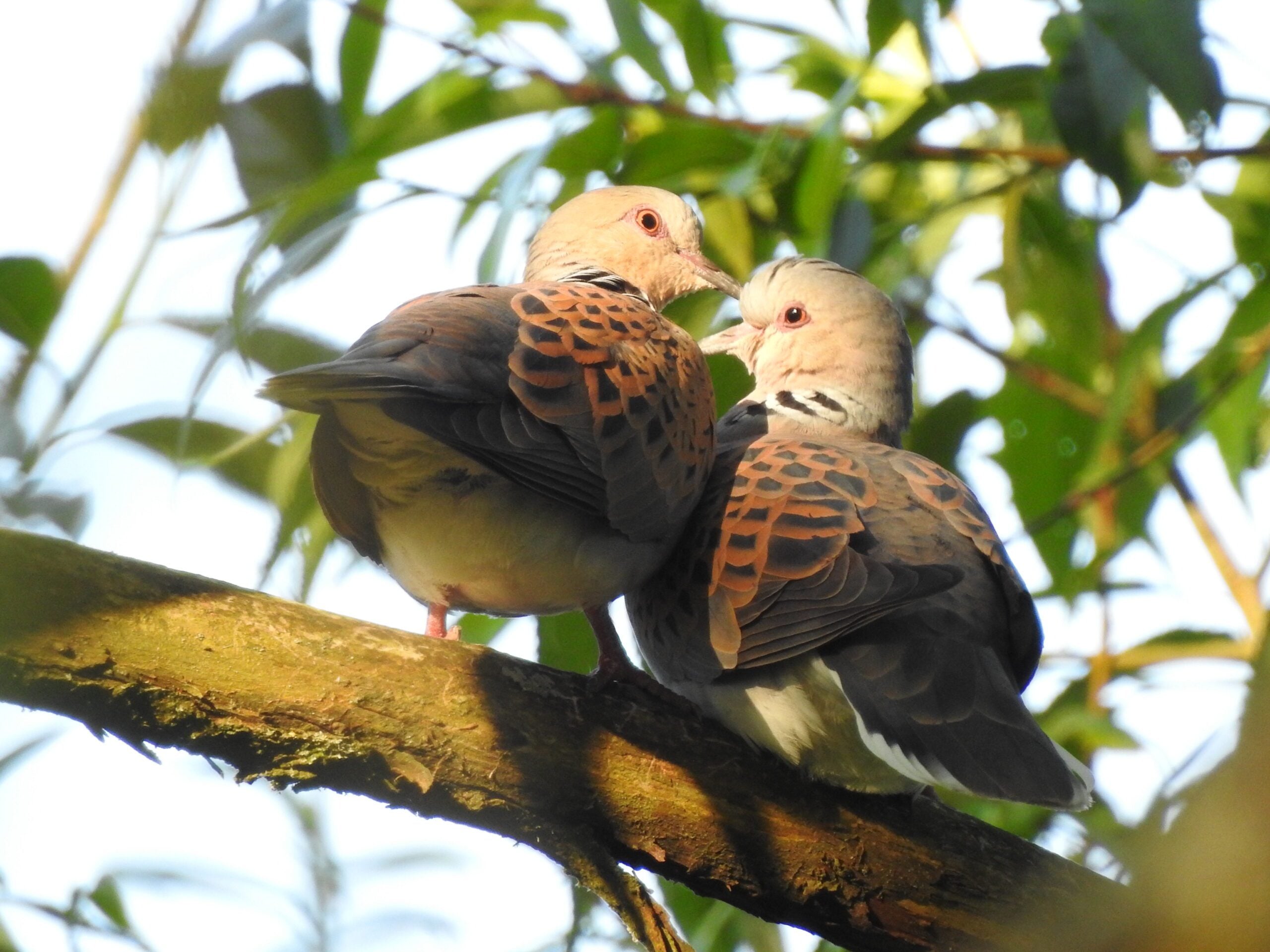 species Turtle Doves perched Woods Mill Neale Ambrose