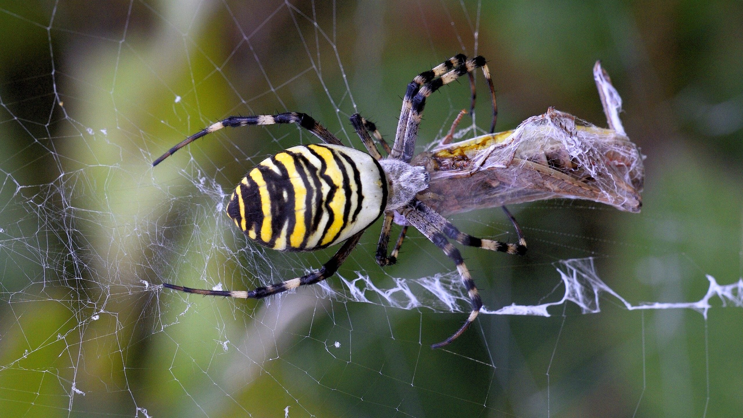 species Wasp Spider female web Tom Lee