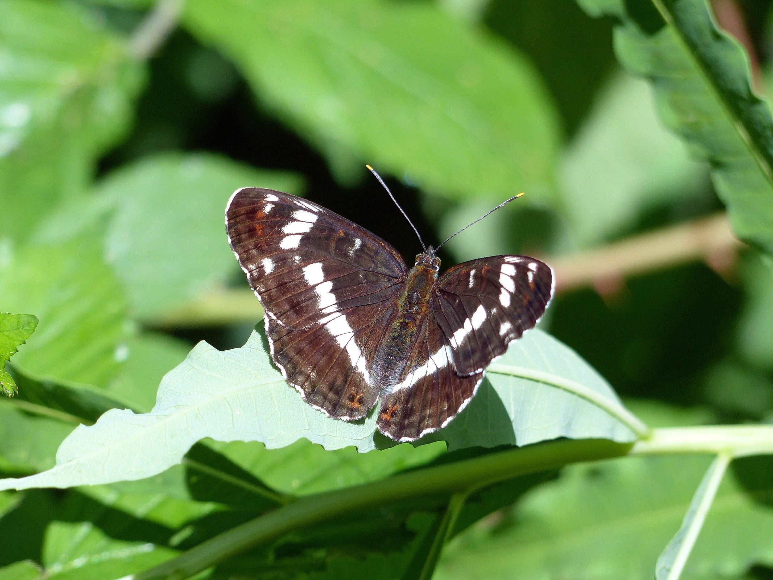 species White Admiral butterfly perched John East