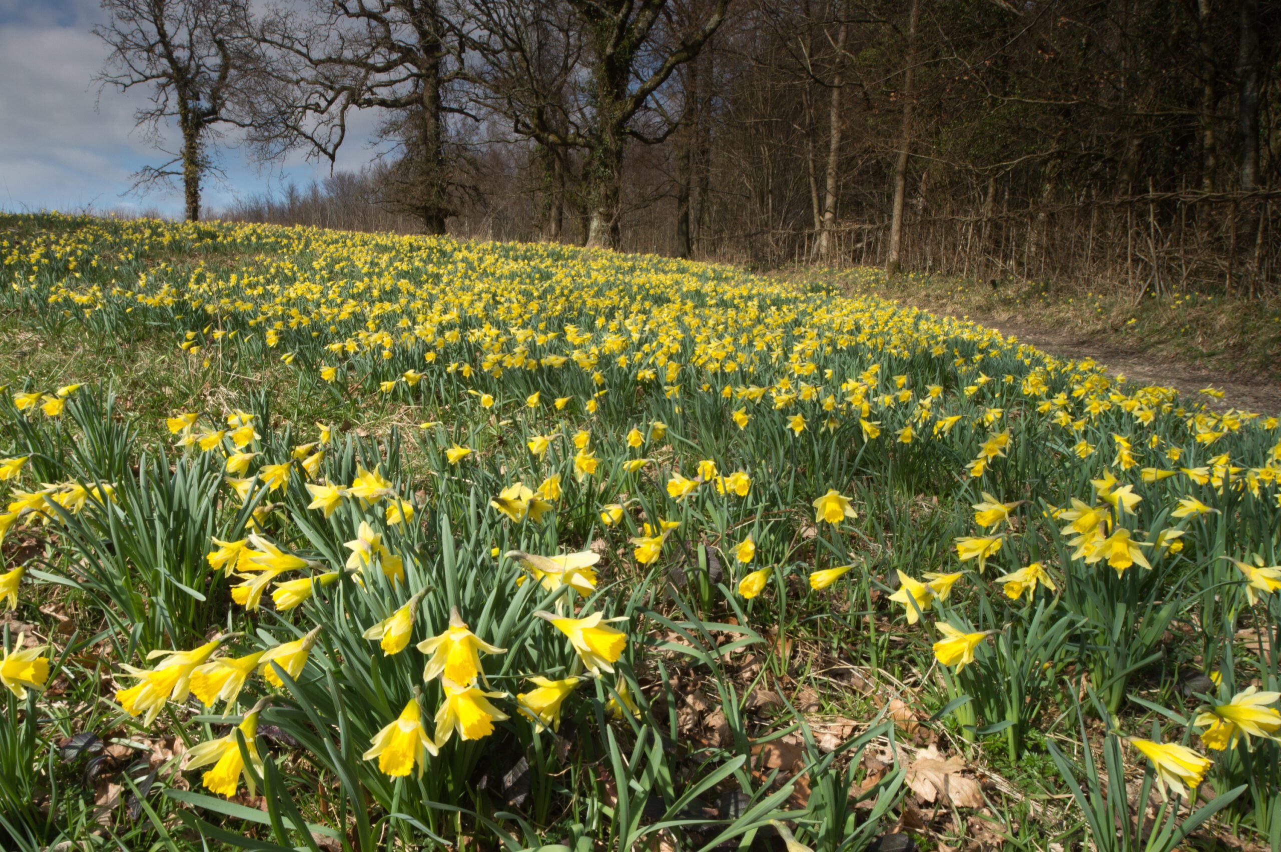 species Wild Daffodils West Dean Nigel Symington