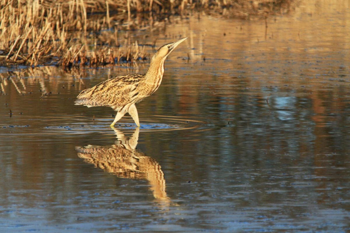 species bittern Liz Pearson
