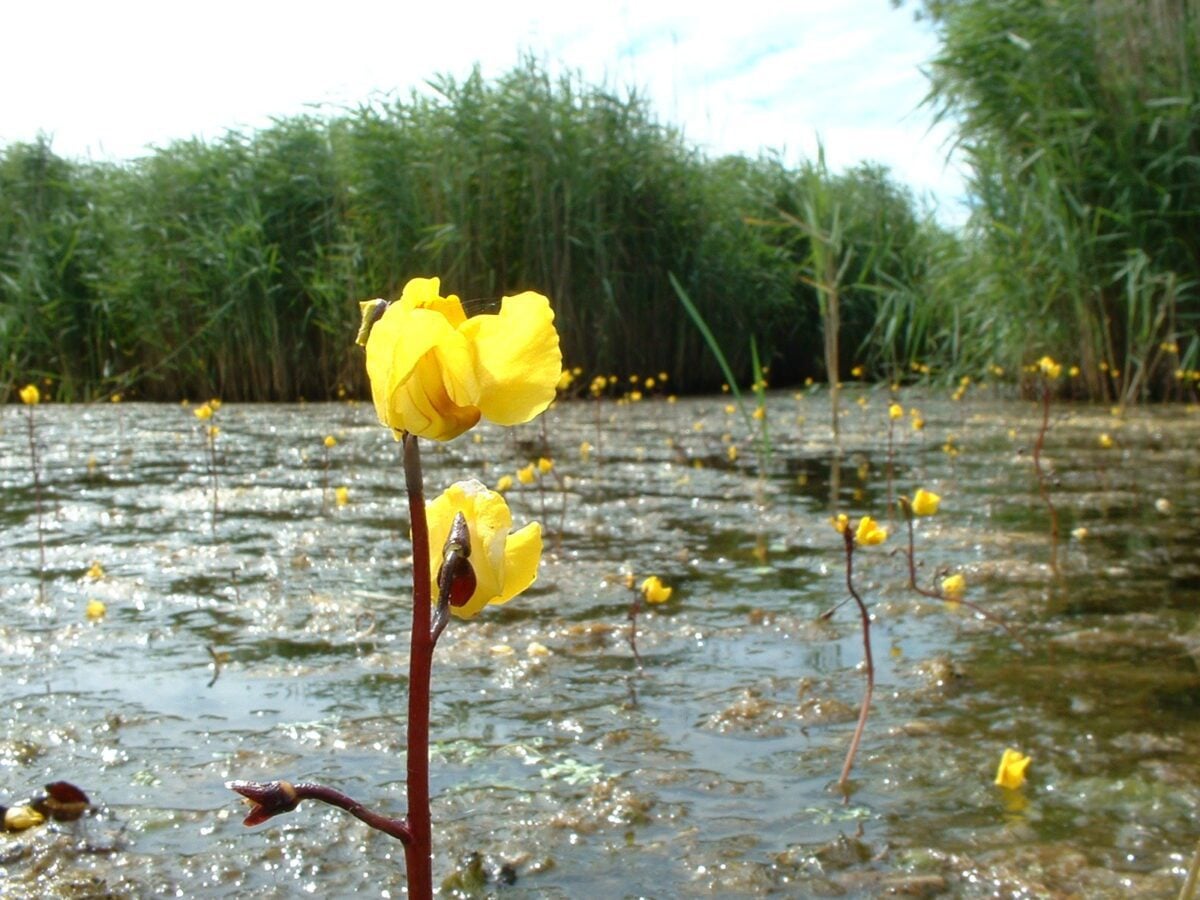 species bladderwort Neil Fletcher