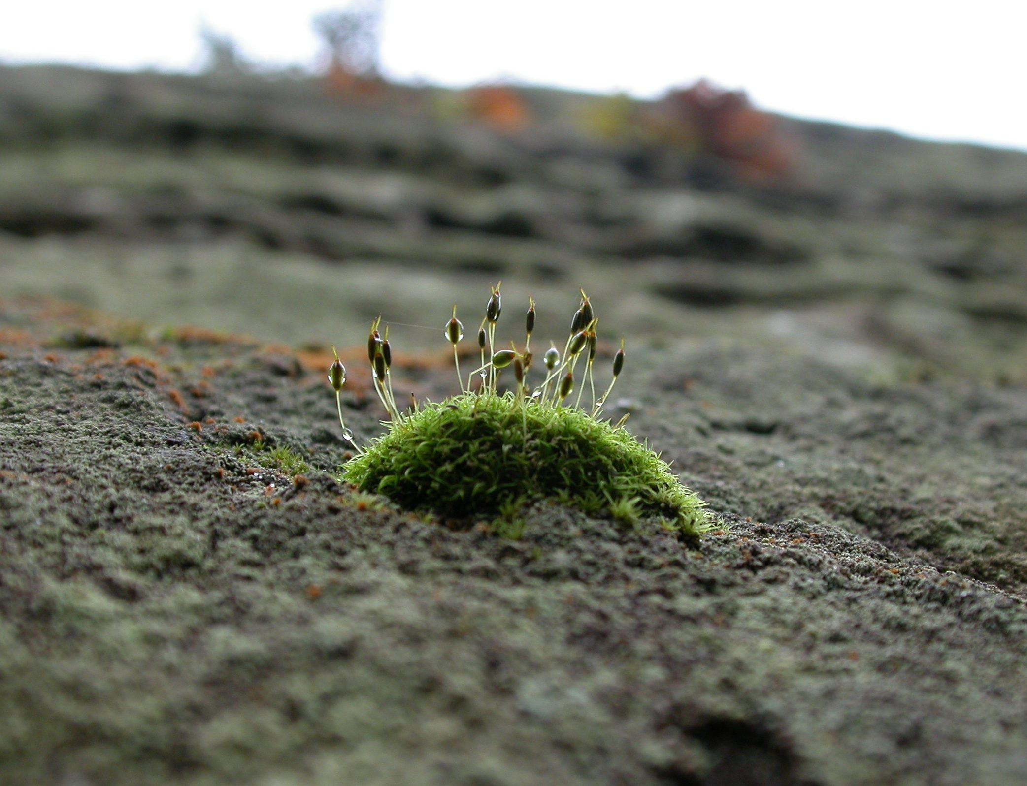 species bryophyte Graeme Lyons