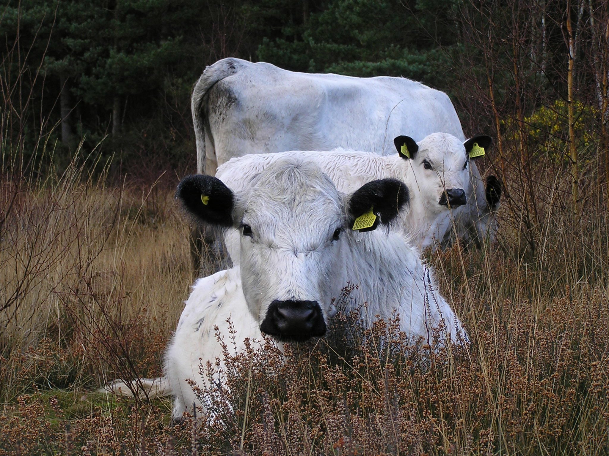 species cattle Mark Monk Terry