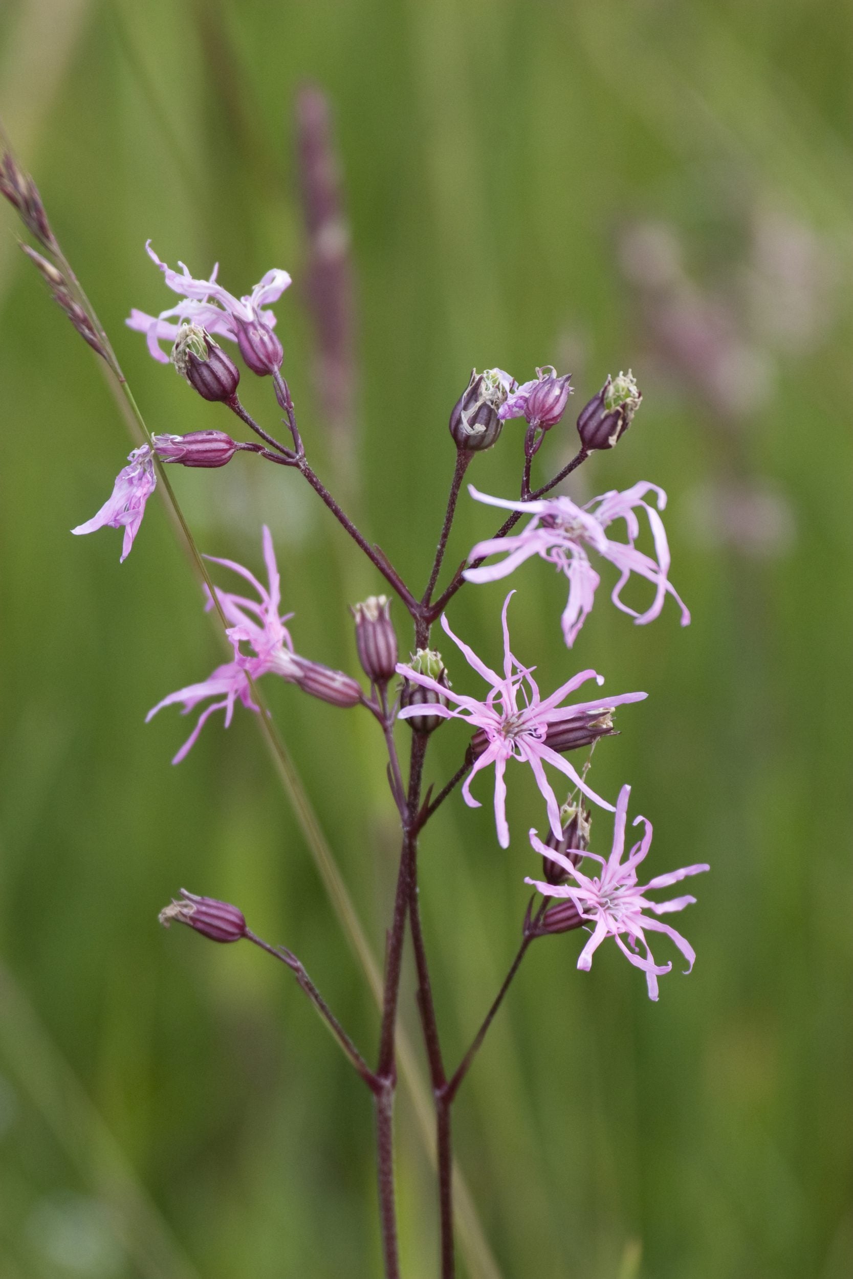 species ragged robin darin smith