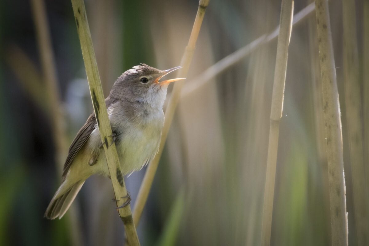 species reed warbler John Bean