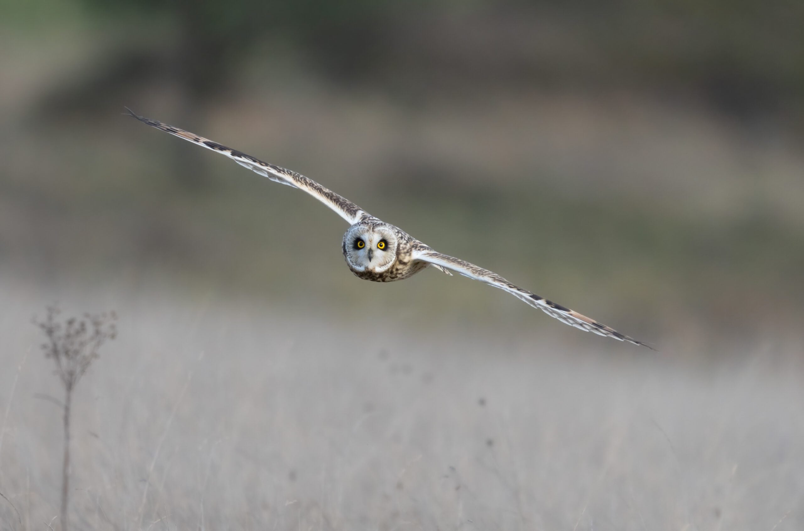 species short eared owl jack branscombe