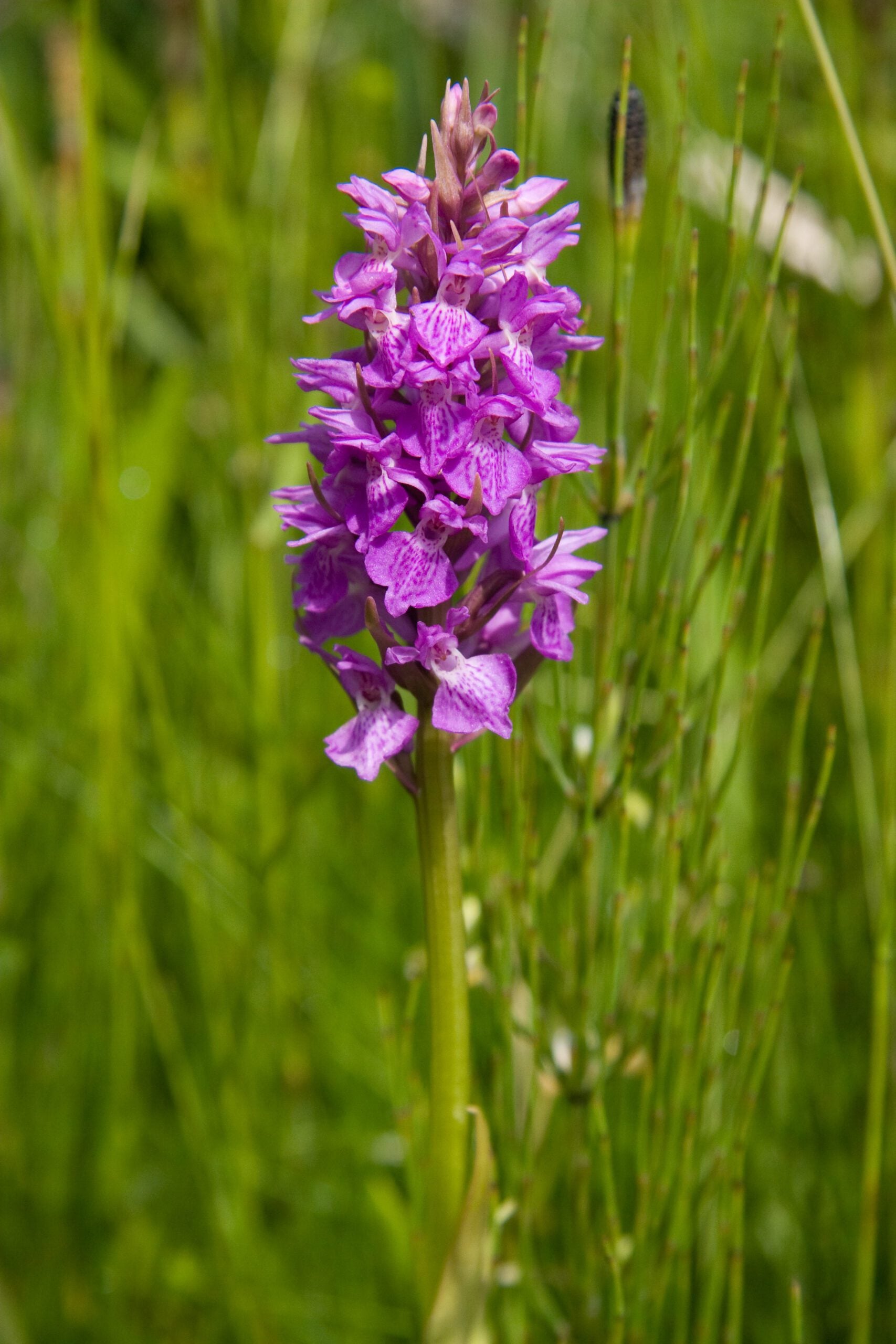 species southern marsh orchid Dave Kilbey