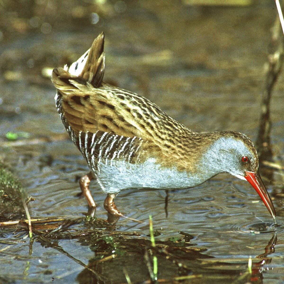 species water rail Roger Wilmshurst