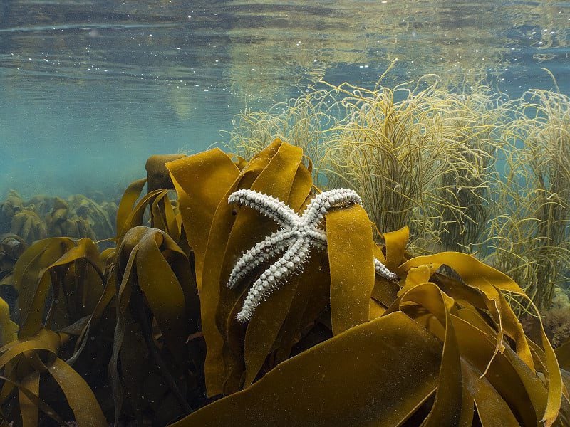 spiny starfish up on kelp wembury 1 fja paul naylor marinephoto w800h600