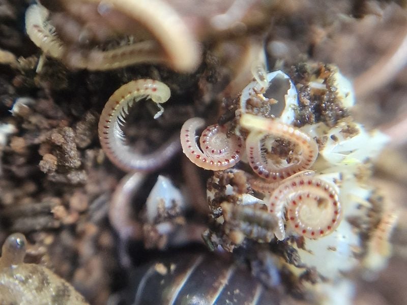 spotted snake millipedes c milly rudling