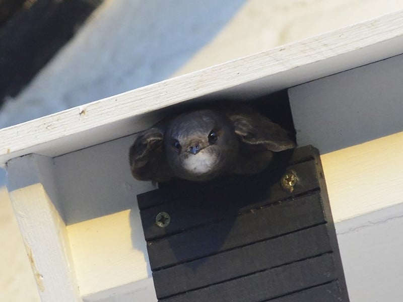 Swift emerging from nest box