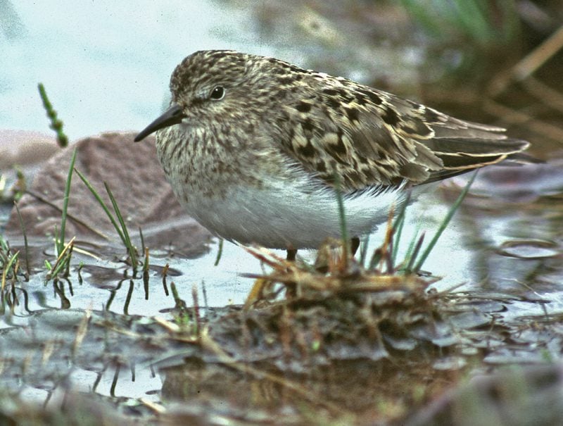 Temminck's Stint Temminck's Stint