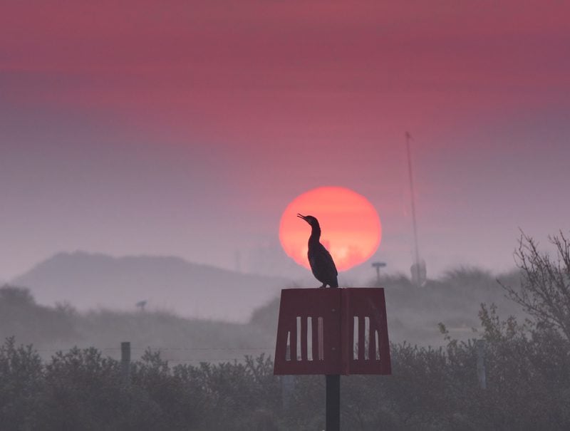 tim nightingale cormorant rye harbourdscf6104 1