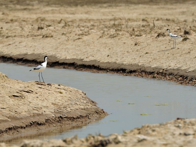 Avocets © Tom S B Lee Avocets © Tom S B Lee