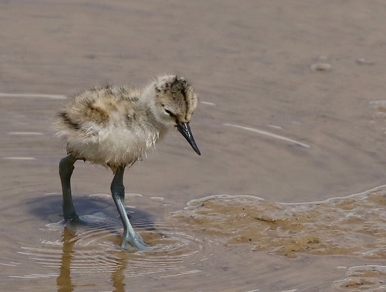 webavocet chick w800h600