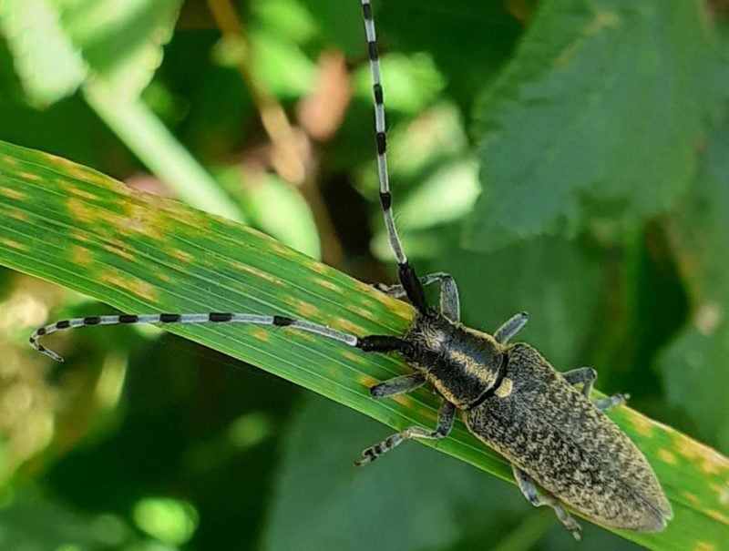 Golden-bloomed Grey Longhorn Beetle Golden-bloomed Grey Longhorn Beetle