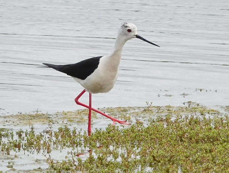 Black-winged Stilt Black-winged Stilt