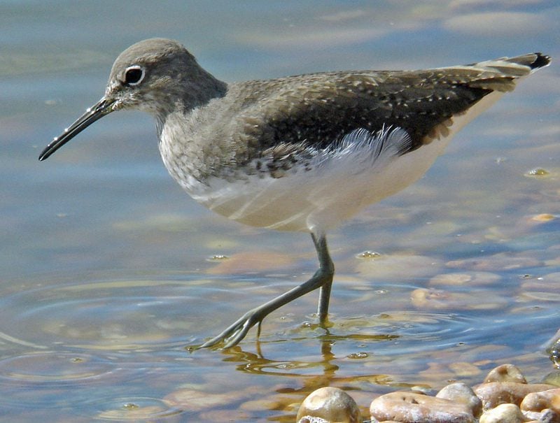 webgreen sandpiper barry yates 1