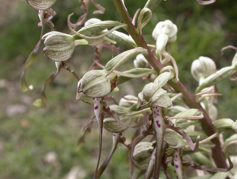 Lizard orchid Lizard orchid