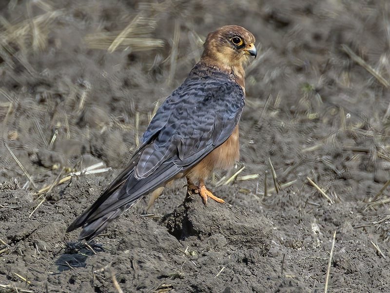Rye Harbour Nature Reserve Wildlife Sightings: May 2025