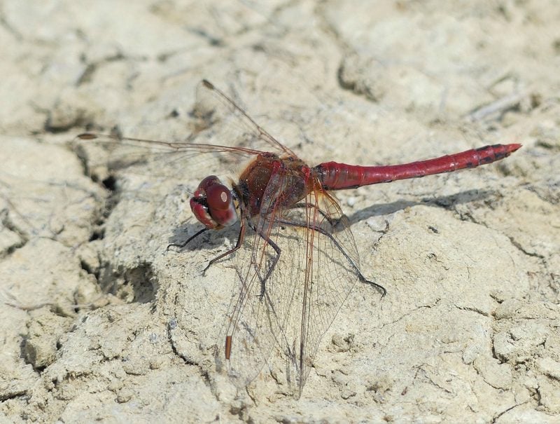 webred veined darter west rise marsh eastbourne 15 june 2021 b simon linington