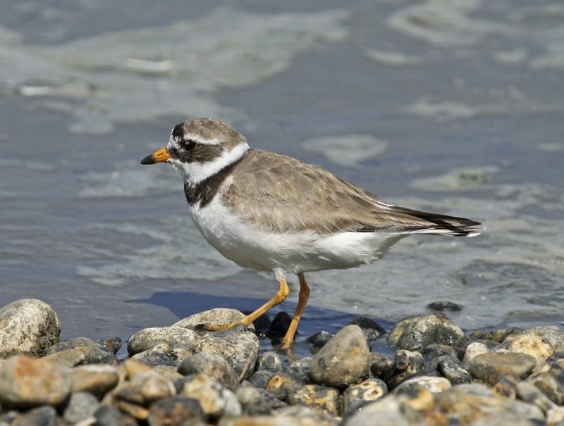 Ringed Plover Ringed Plover